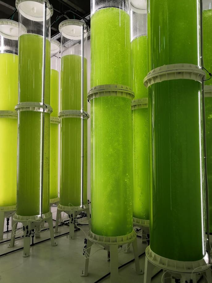 Fotobioreattore per la coltivazione della spirulina