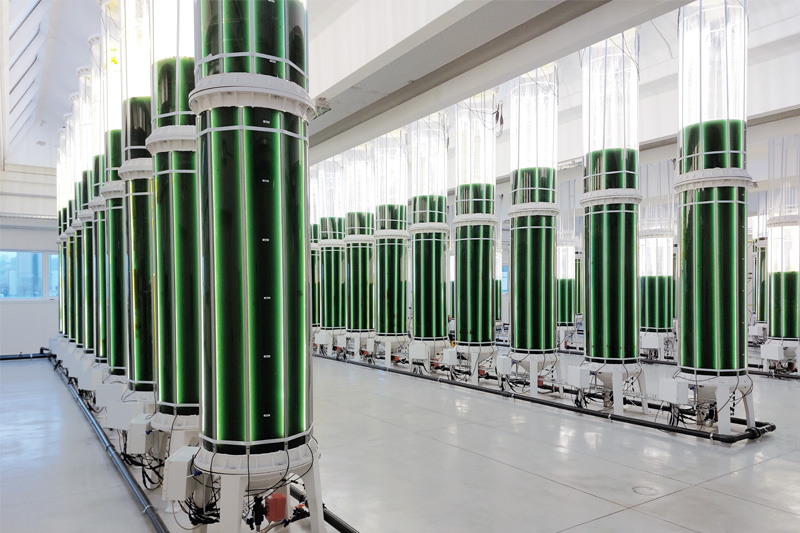 Filari di fotobioreattori per la coltivazione della spirulina